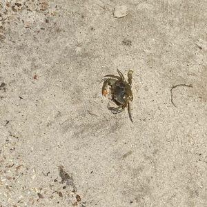 Meet your Posher, Iulia